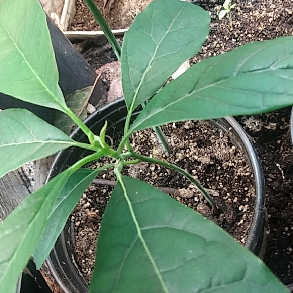 Avocado - Picture 6 of 8